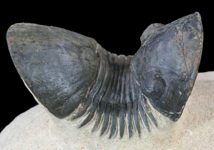 Paralejurus Trilobite Fossil - Foum Zguid, Morocco #53523